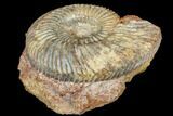 Jurassic Ammonite (Parkinsonia) Fossil - Germany #113146-2